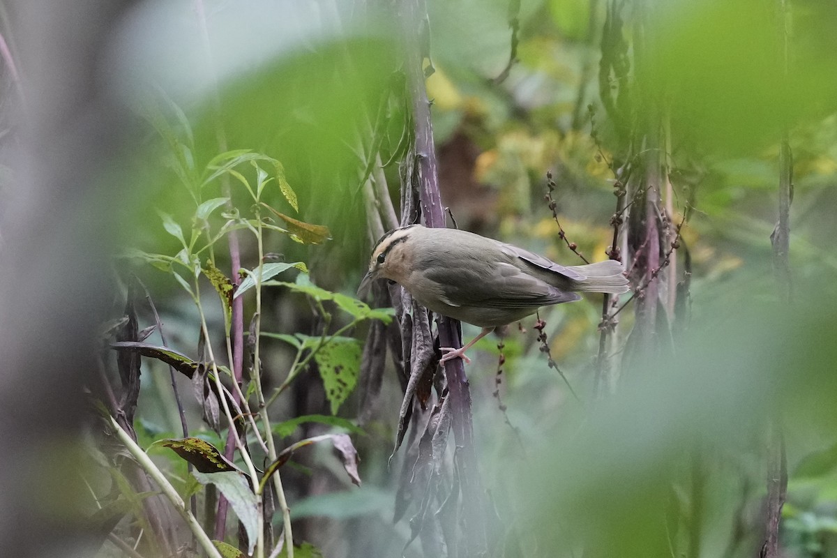 Worm-eating Warbler - ML624302286