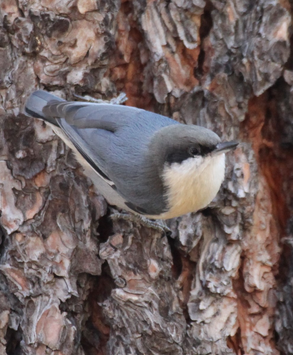 Pygmy Nuthatch - ML624302288