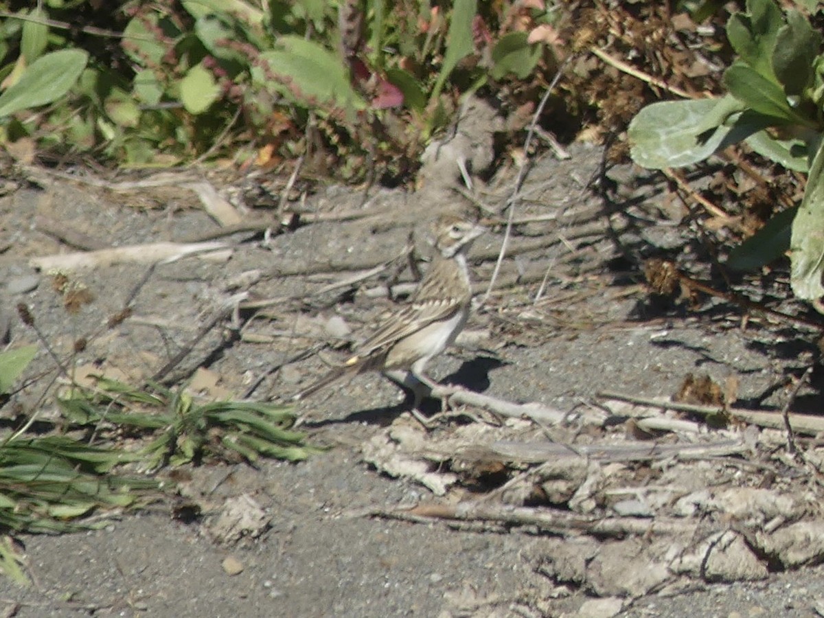 Lark Sparrow - ML624302294