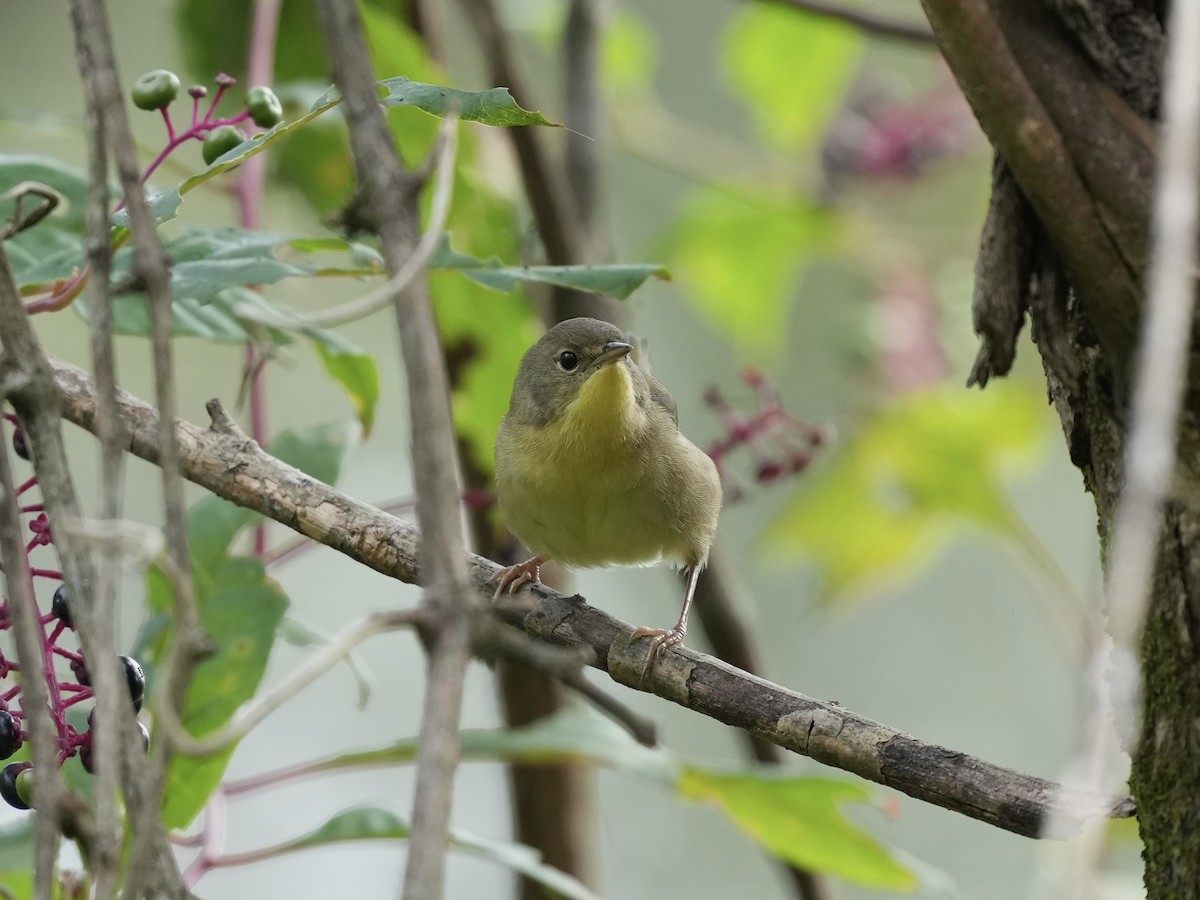 Common Yellowthroat - ML624302296