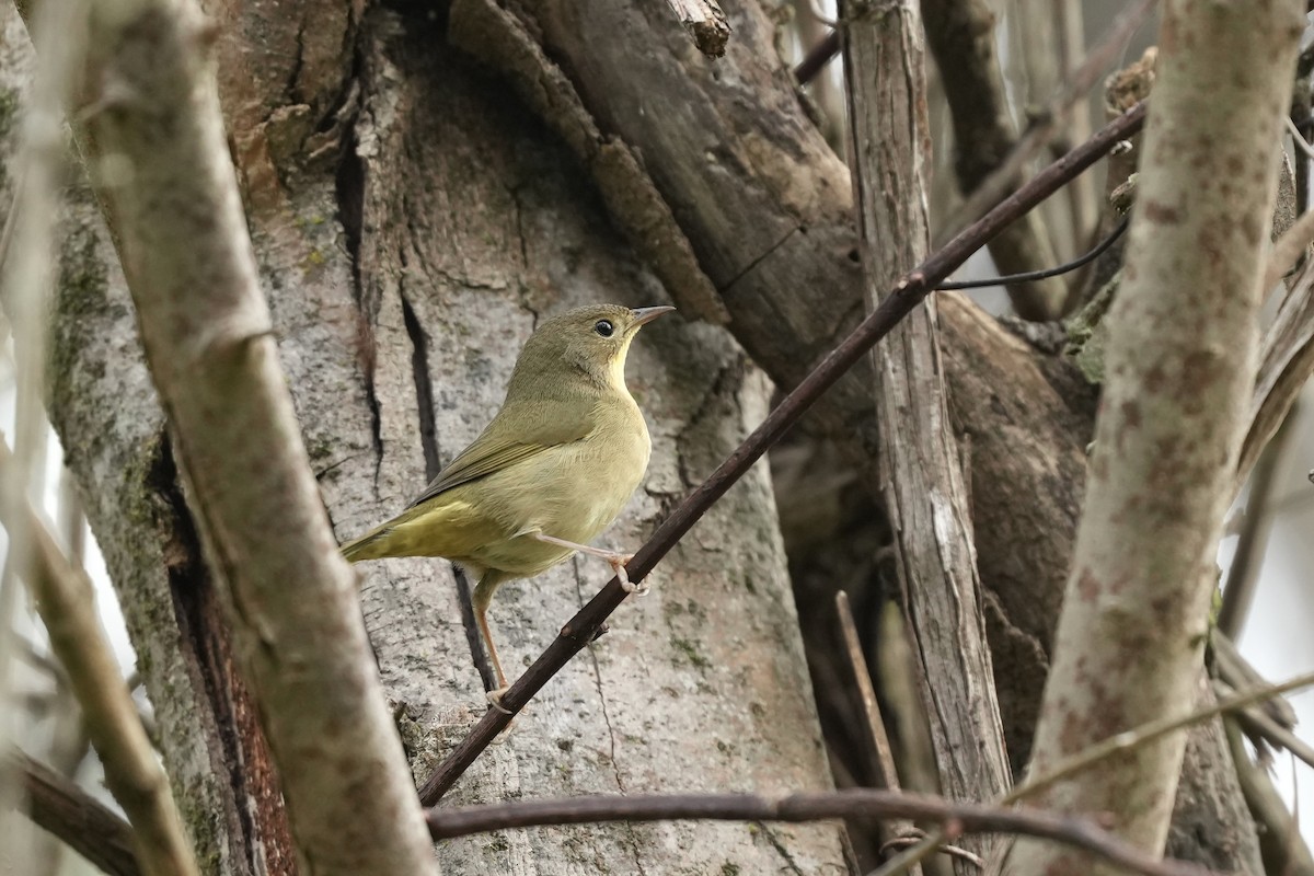 Common Yellowthroat - ML624302297