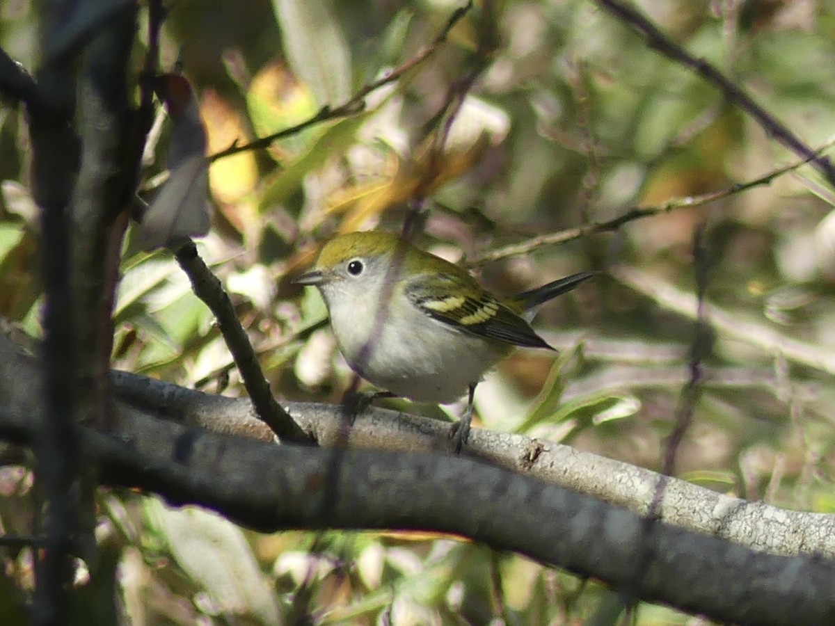 Chestnut-sided Warbler - ML624302315