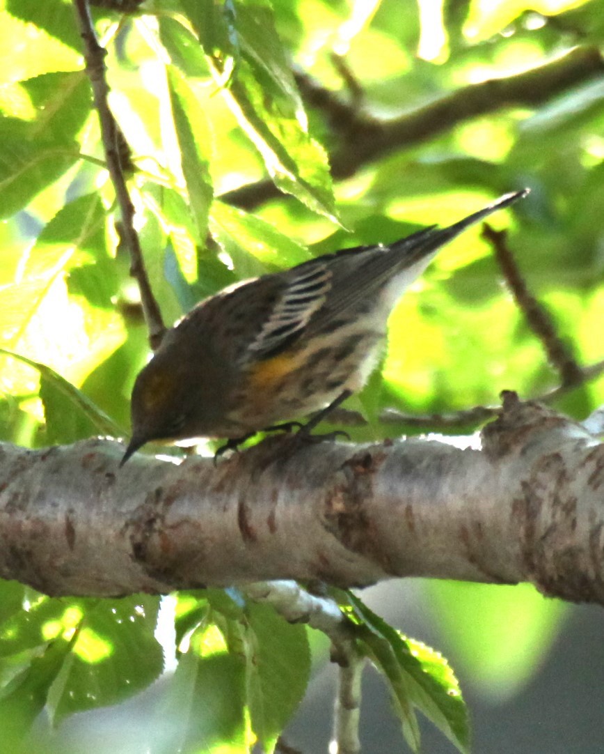 Yellow-rumped Warbler - Ken Lamberton