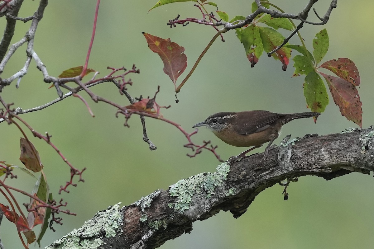Carolina Wren - ML624302357