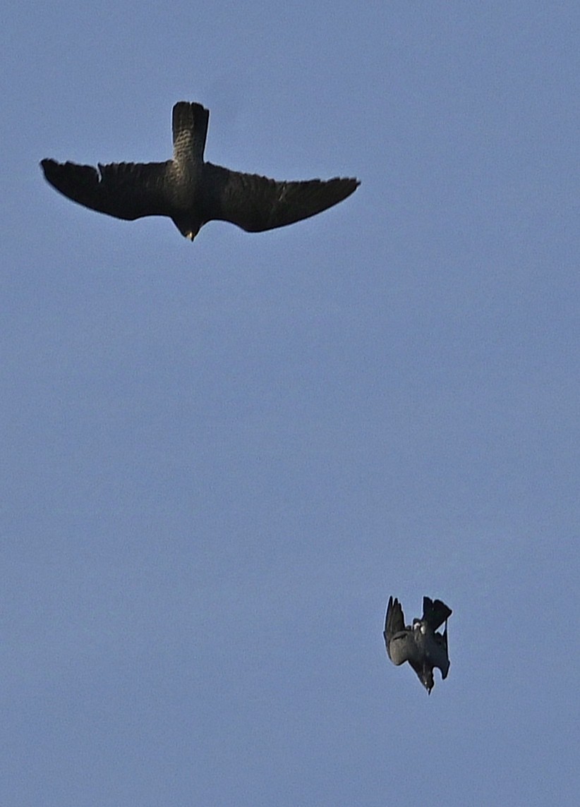 Peregrine Falcon - ML624302428