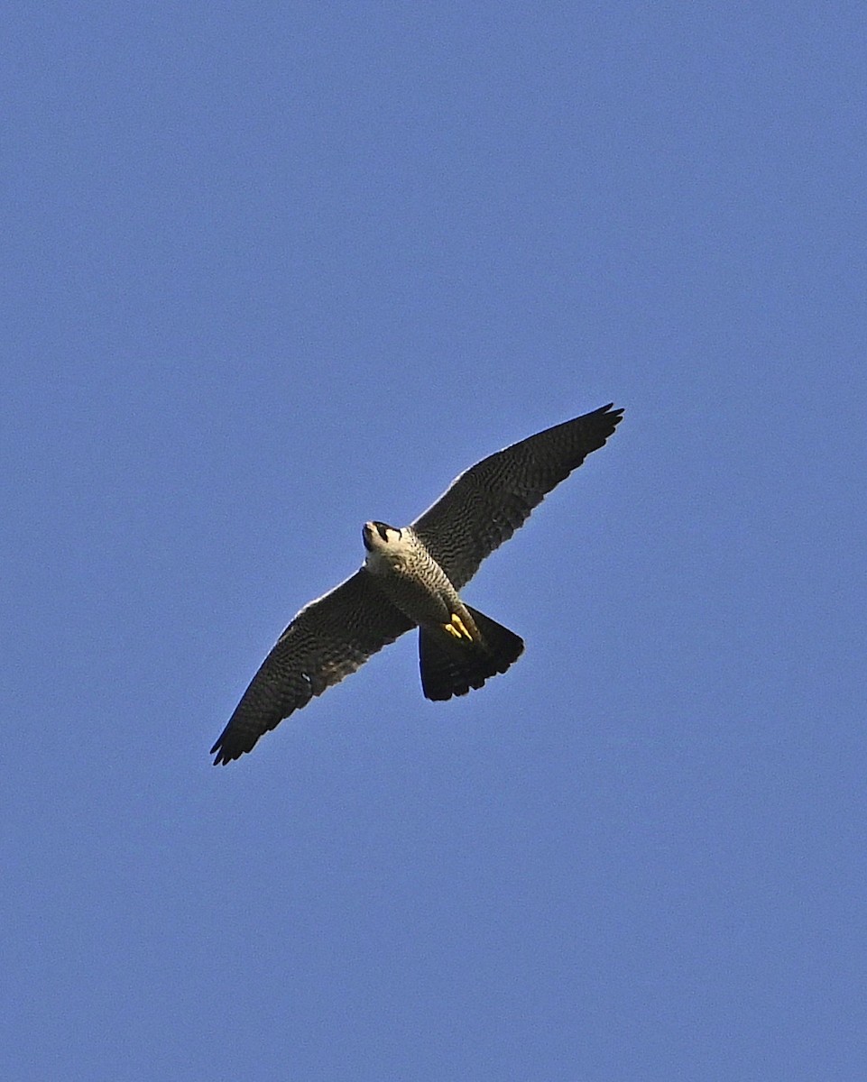 Peregrine Falcon - ML624302429