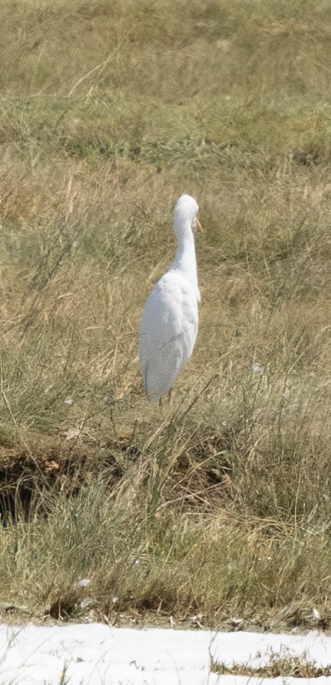 Yellow-billed Egret - ML624302475