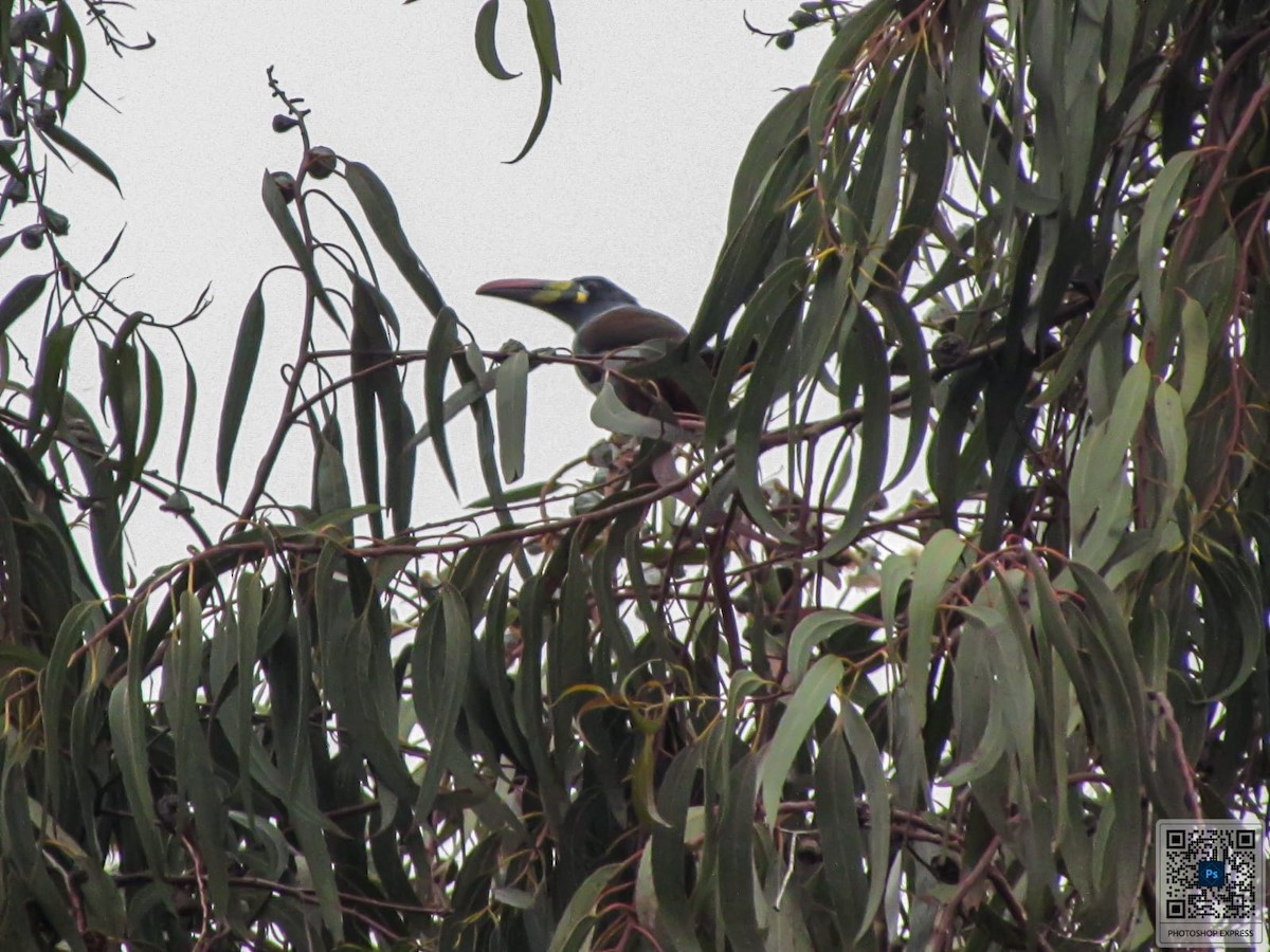 Gray-breasted Mountain-Toucan - ML624302584