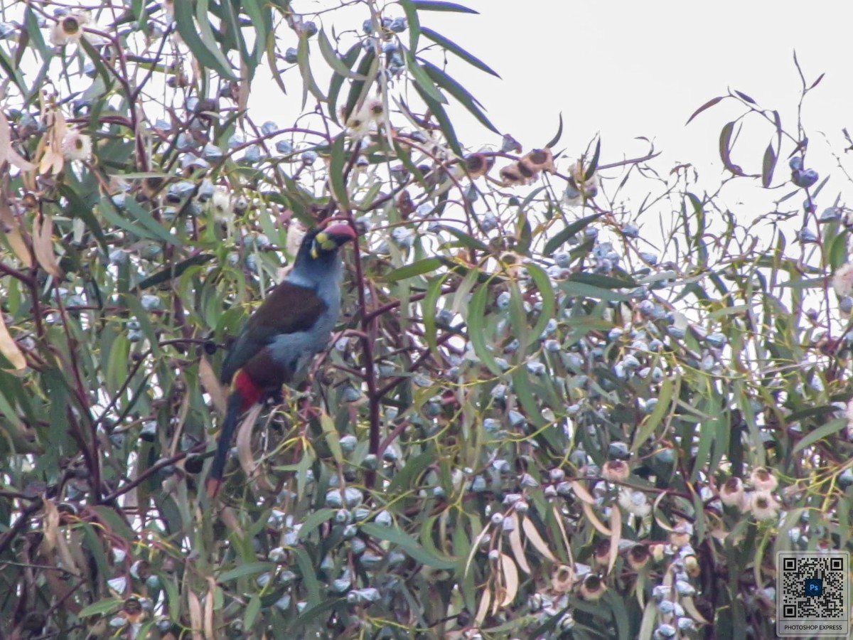 Gray-breasted Mountain-Toucan - Juan sebastian Avila Perez