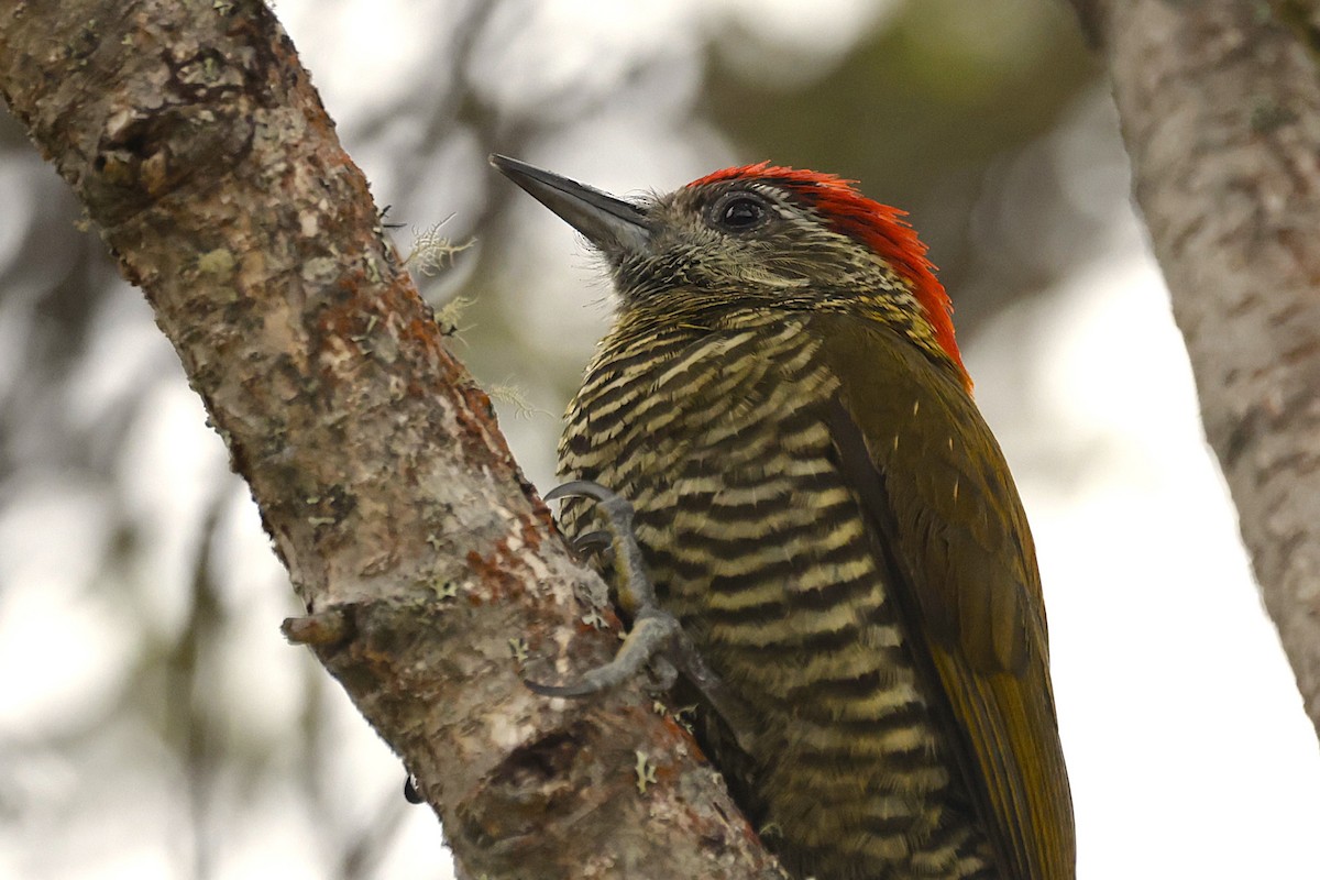 Bar-bellied Woodpecker - ML624302830