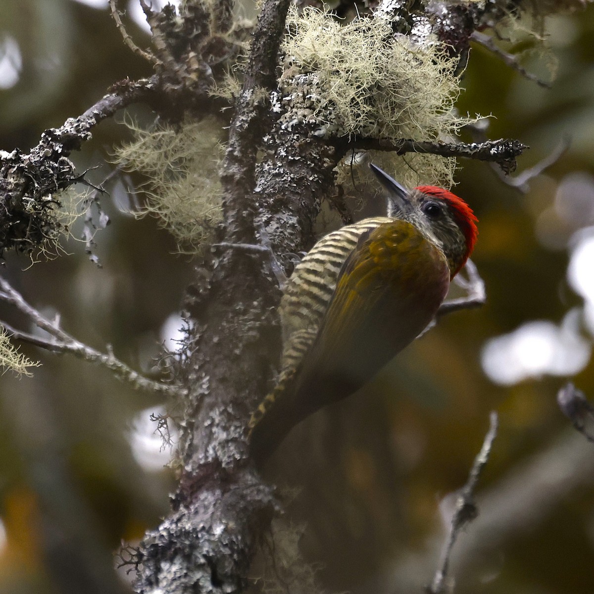 Bar-bellied Woodpecker - ML624302831