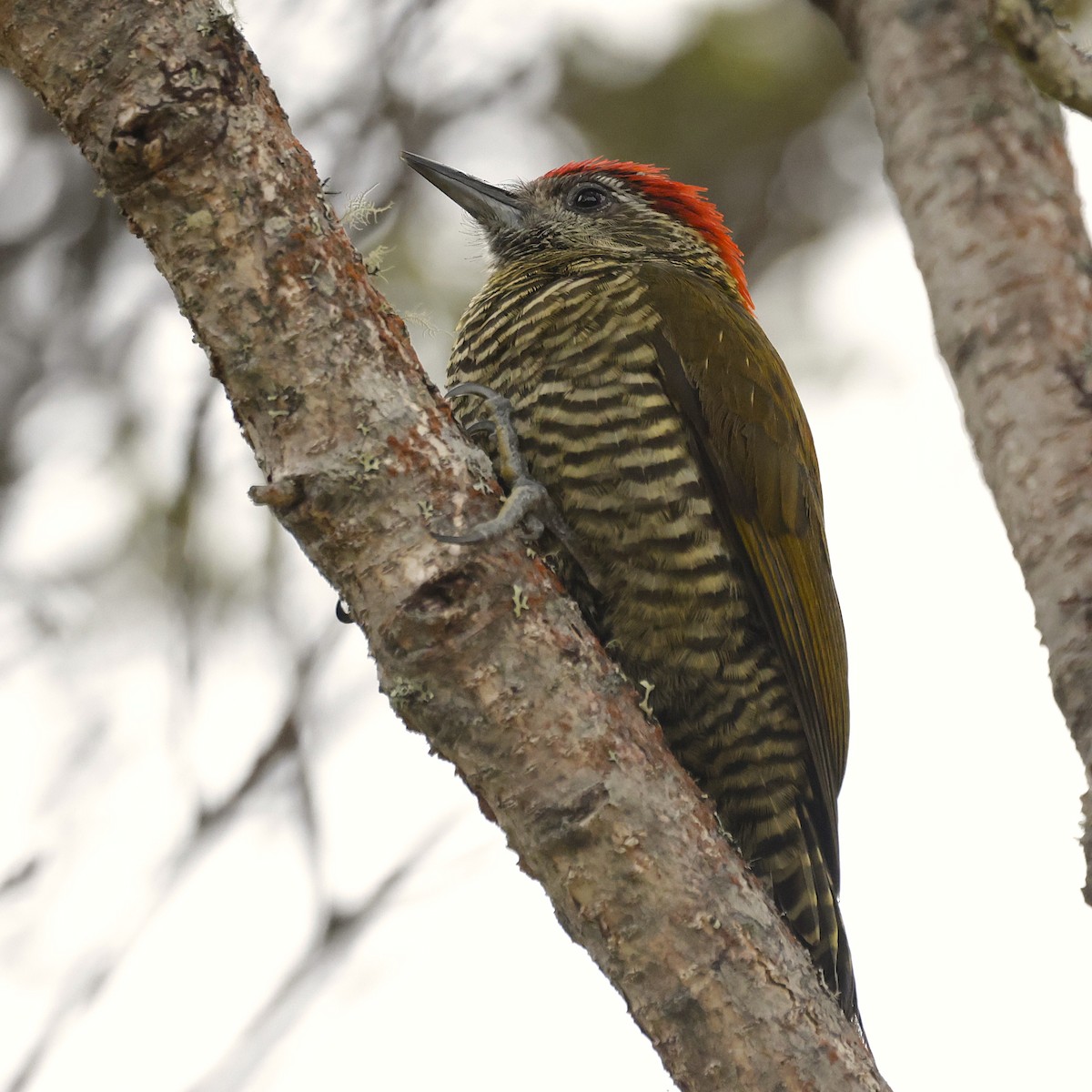 Bar-bellied Woodpecker - ML624302832