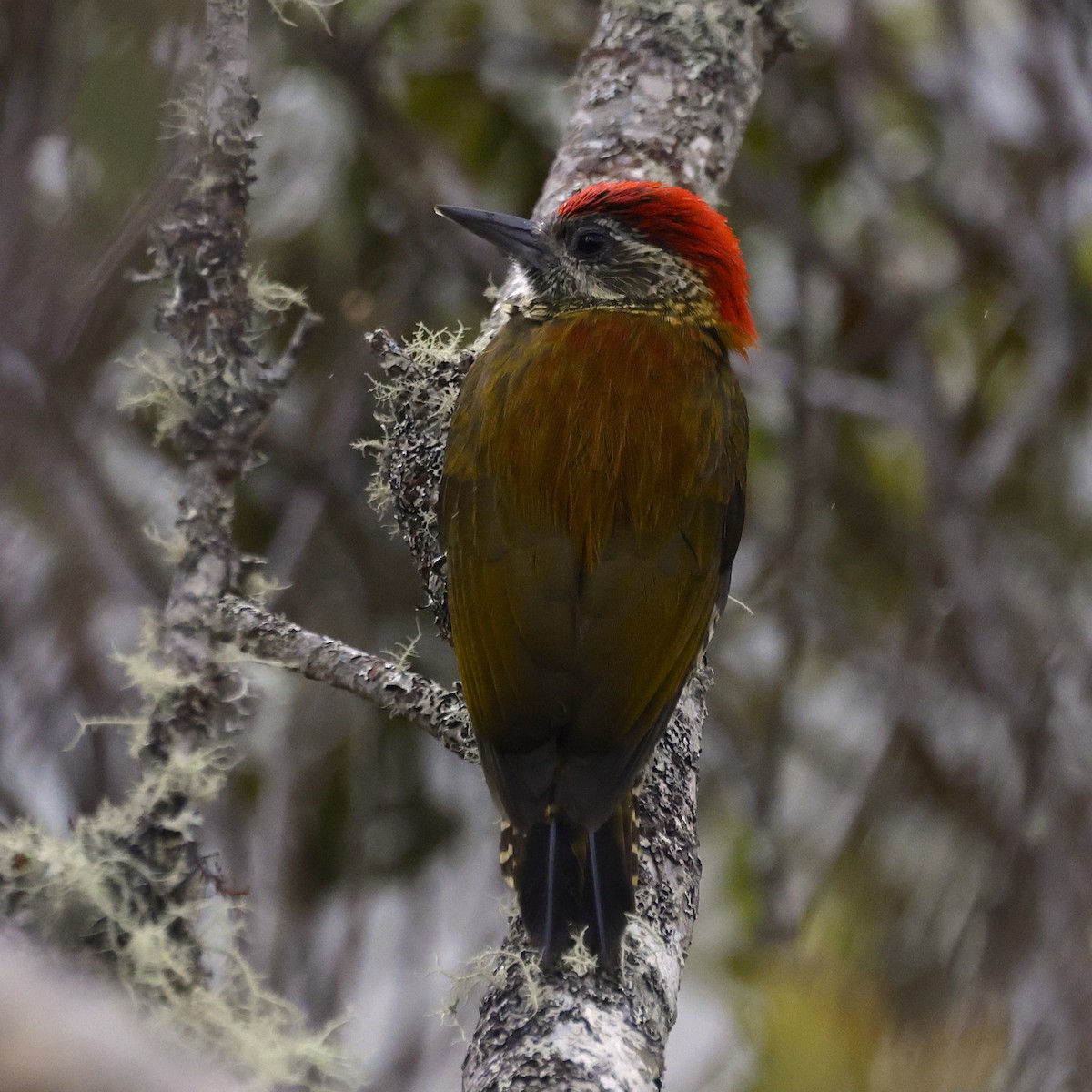 Bar-bellied Woodpecker - ML624302833