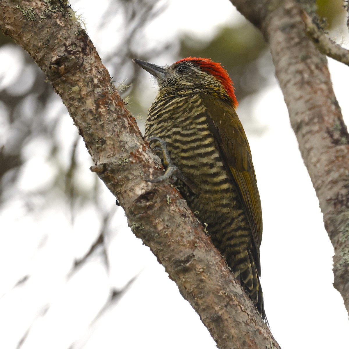 Bar-bellied Woodpecker - ML624302834