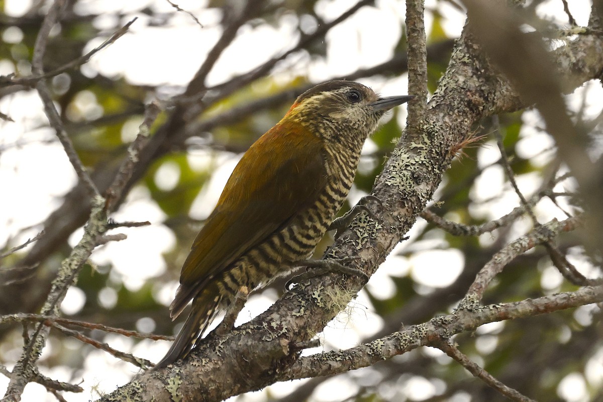 Bar-bellied Woodpecker - ML624302835