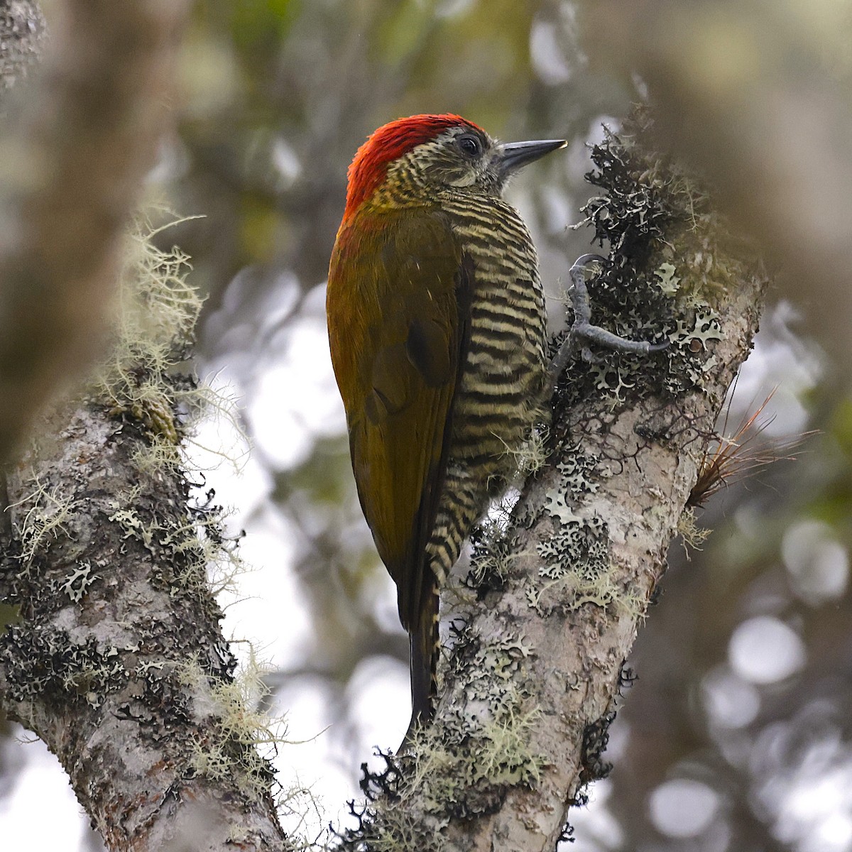 Bar-bellied Woodpecker - ML624302836