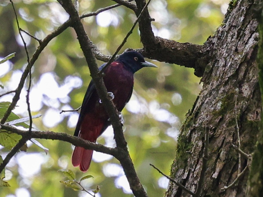 Maroon Oriole - ML624302855