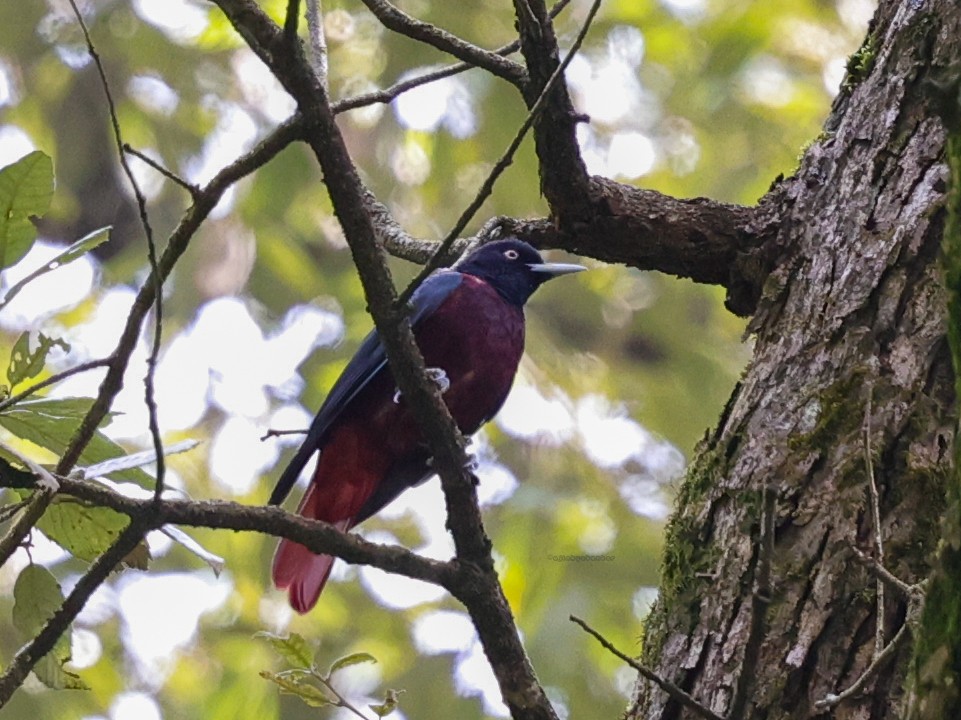 Maroon Oriole - ML624302856