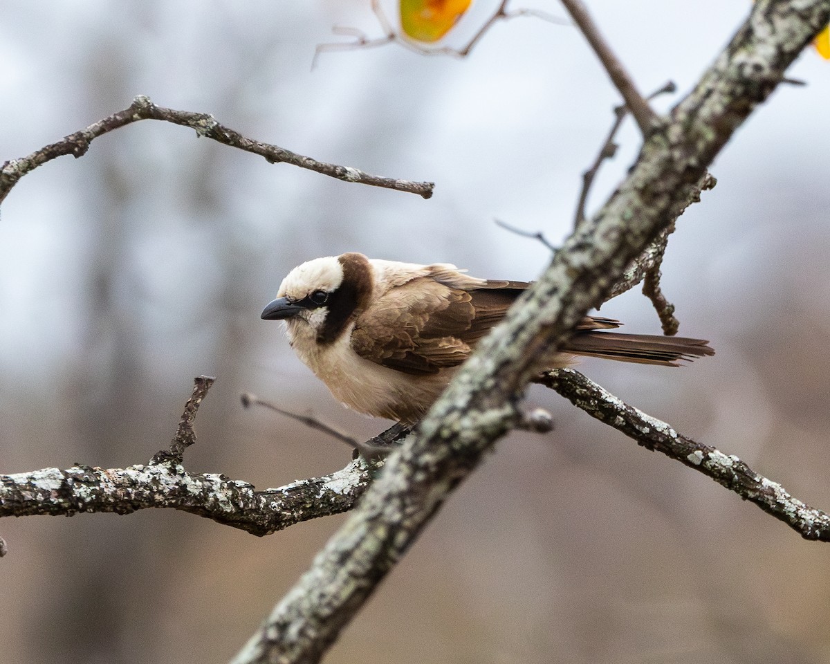 White-crowned Shrike - ML624302892