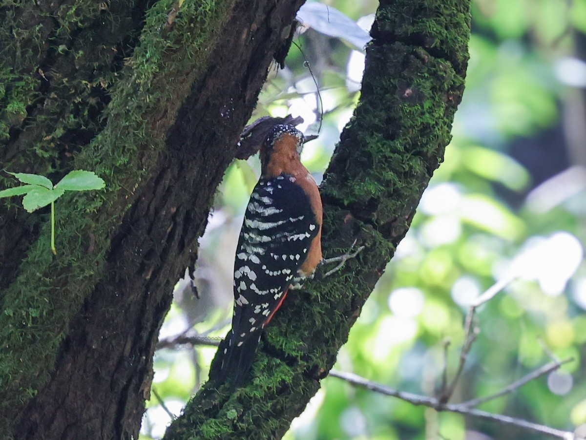 Rufous-bellied Woodpecker - Ajinkya Bankar