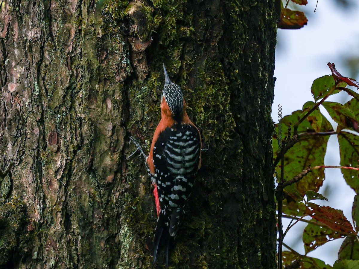 Rufous-bellied Woodpecker - ML624303004