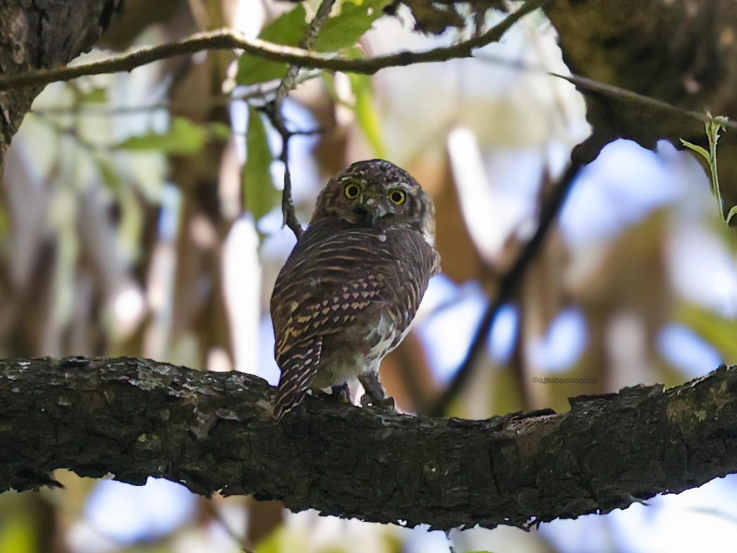 Asian Barred Owlet - ML624303038