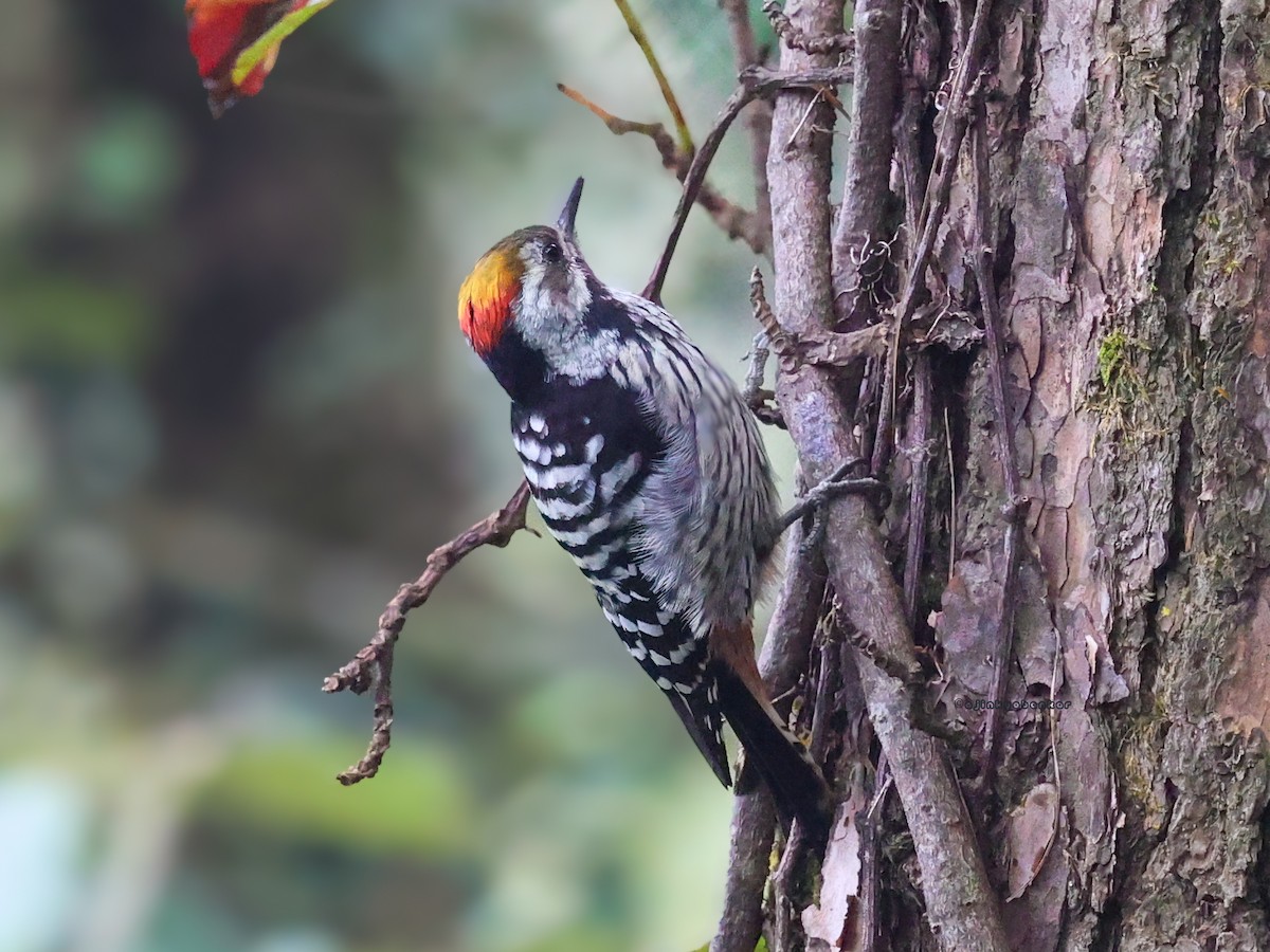 Brown-fronted Woodpecker - ML624303066