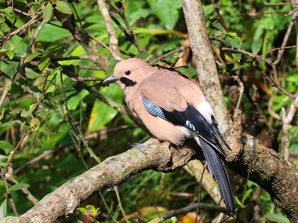 Eurasian Jay - ML624303079