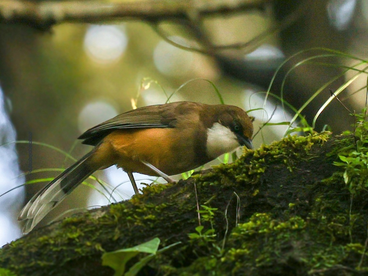 White-throated Laughingthrush - ML624303092