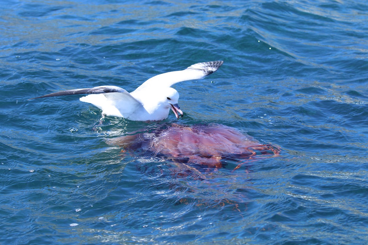 Southern Fulmar - ML624303201