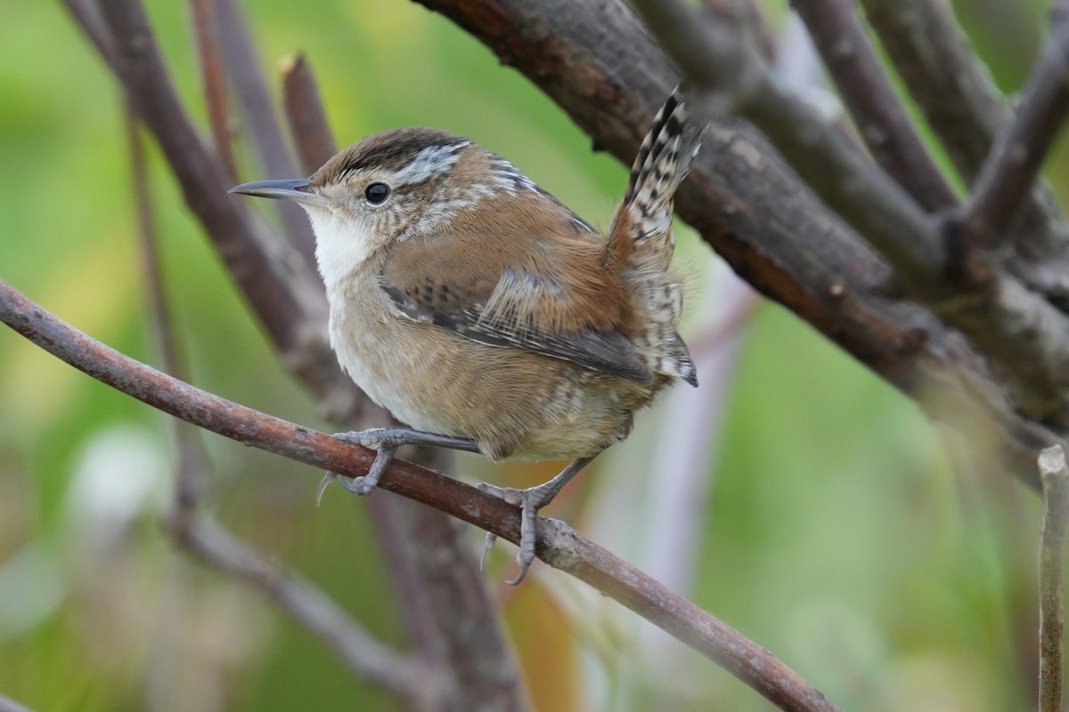 Marsh Wren - Will Cihula