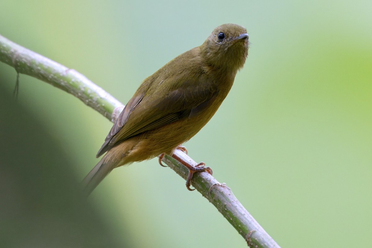 McConnell's Flycatcher - ML624303308