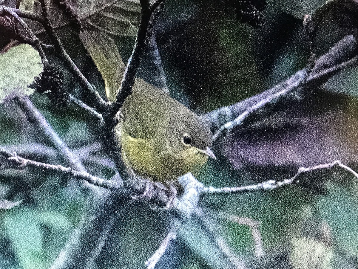 Mourning Warbler - ML624303425