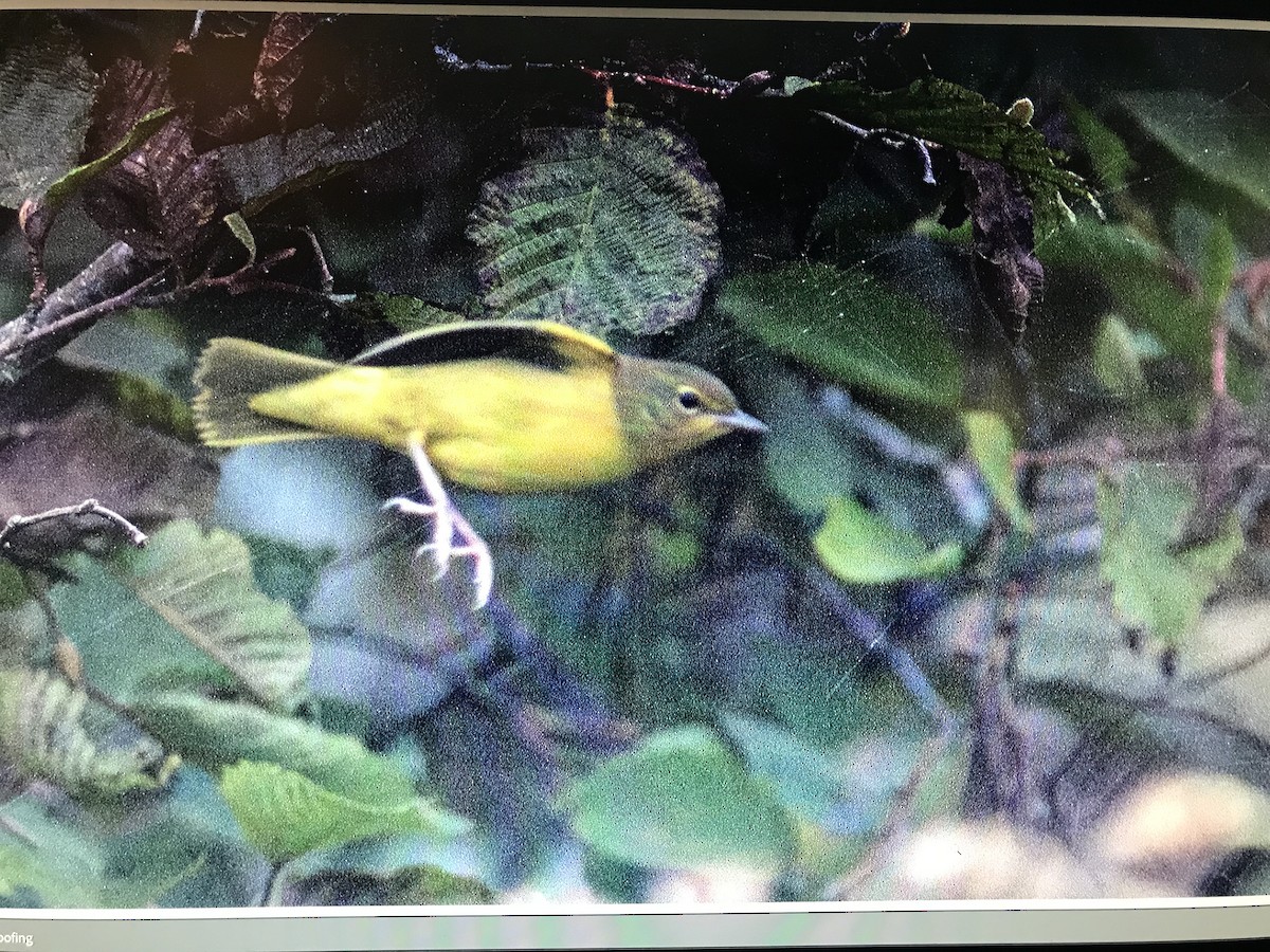 Mourning Warbler - ML624303426