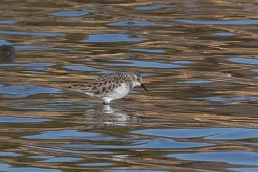 Little Stint - ML624303722