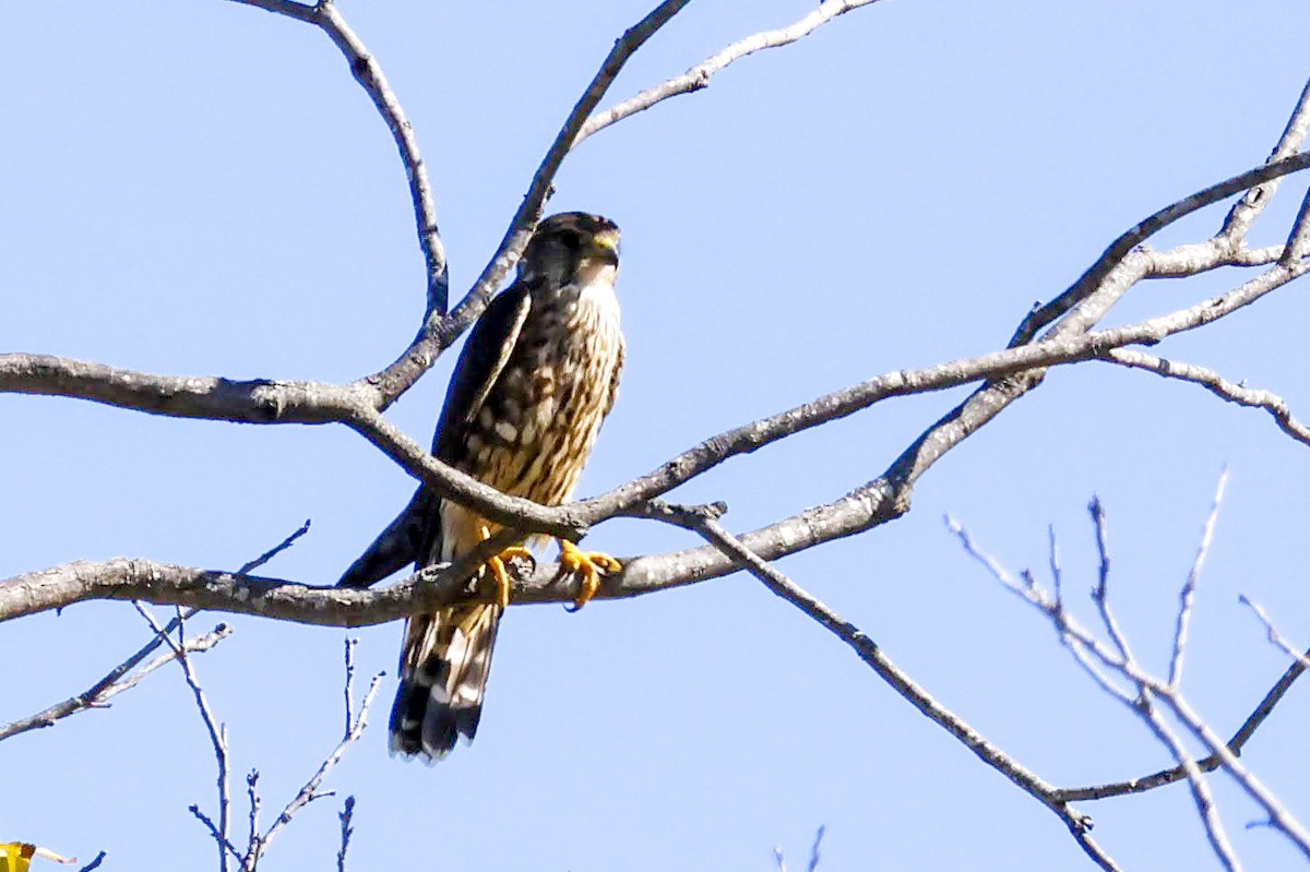 Merlin (columbarius) - ML624303741