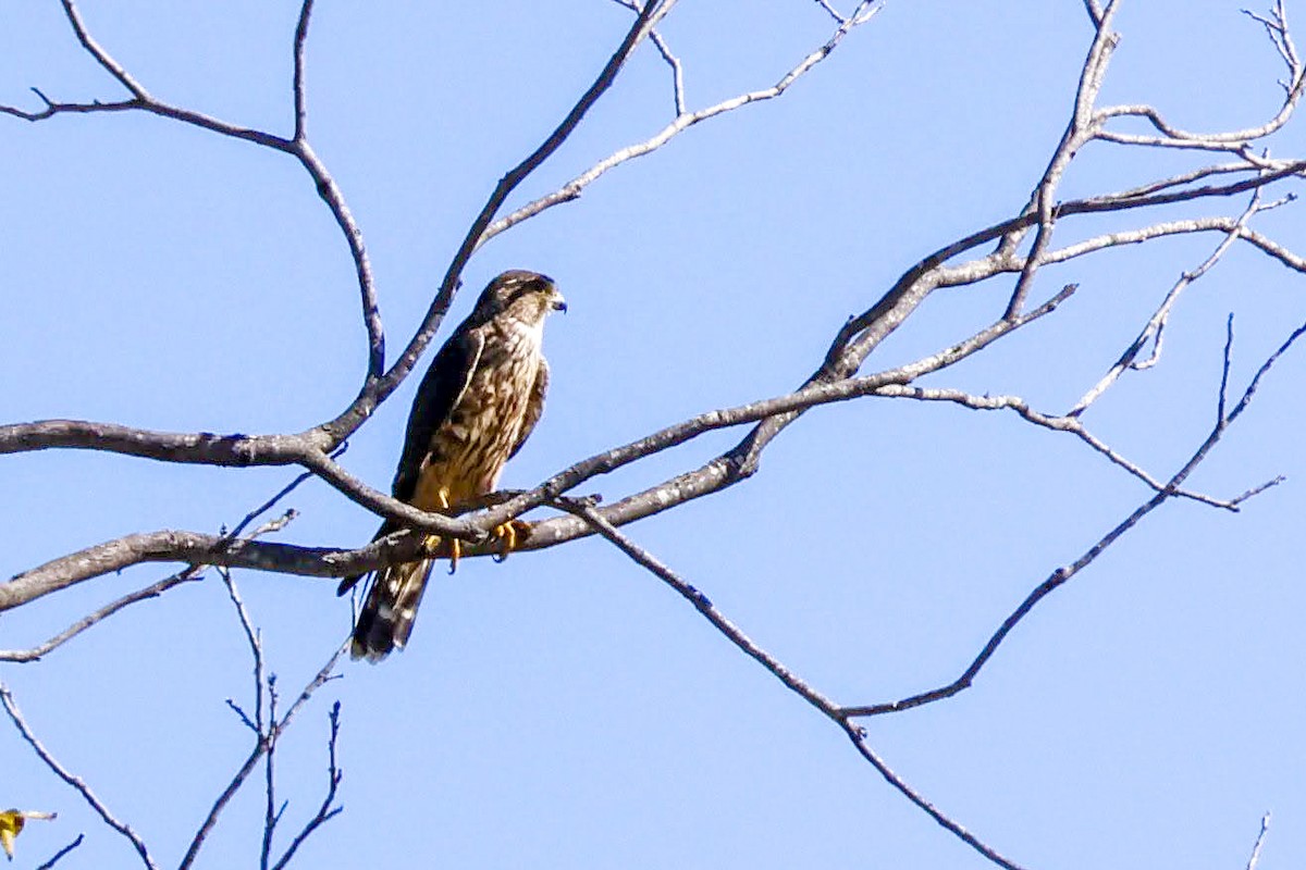 Merlin (columbarius) - ML624303742