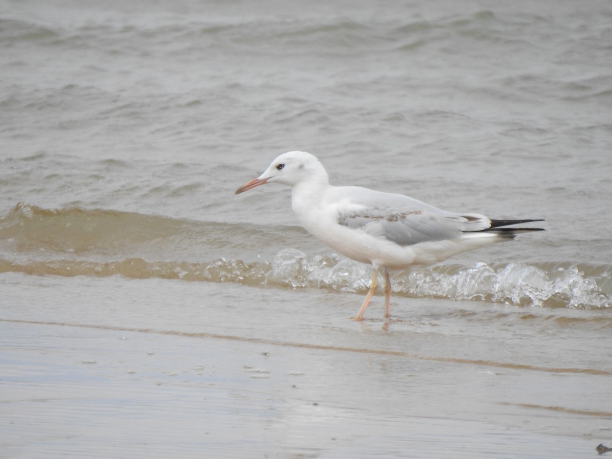 Gaviota Picofina - ML624303796