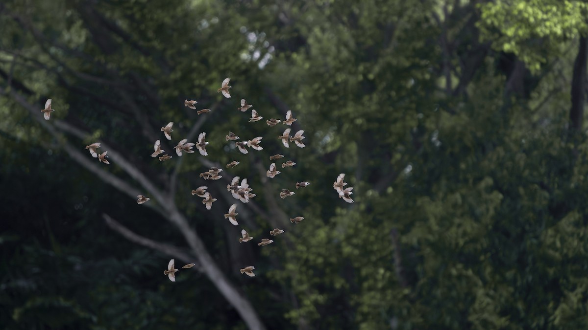 White-headed Munia - ML624303845
