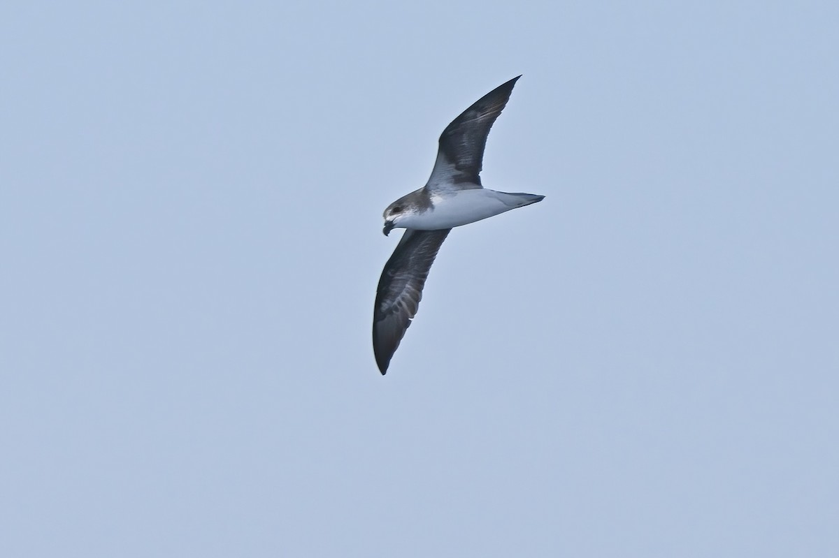 Fea's Petrel (Desertas) - Xabier Vázquez Pumariño