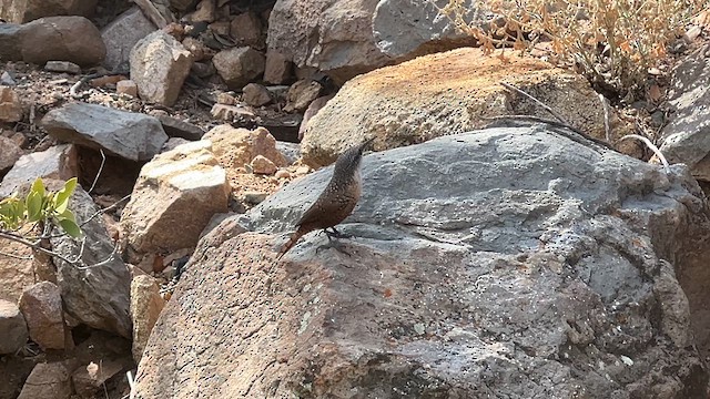 Canyon Wren - ML624304185