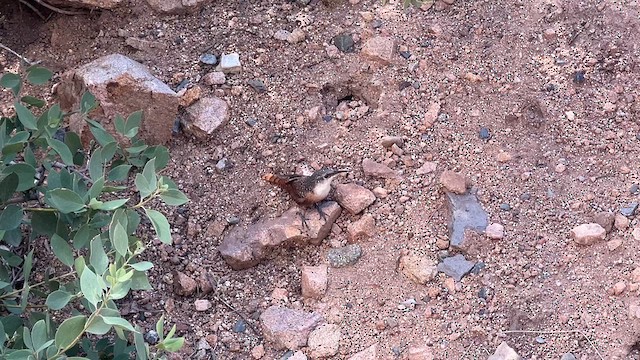 Canyon Wren - ML624304187