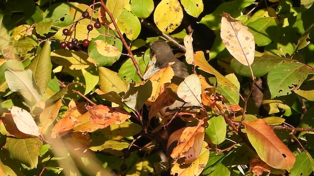 Yellow-billed Cuckoo - ML624304222