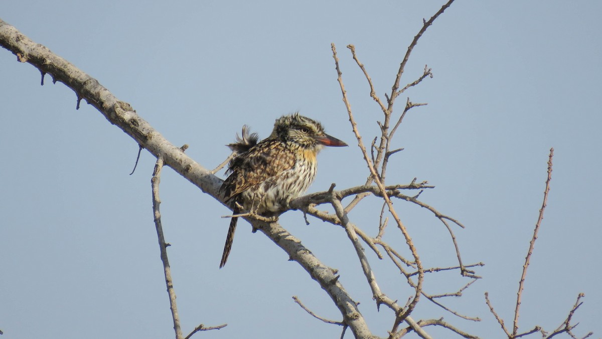 Spot-backed Puffbird - ML624304287