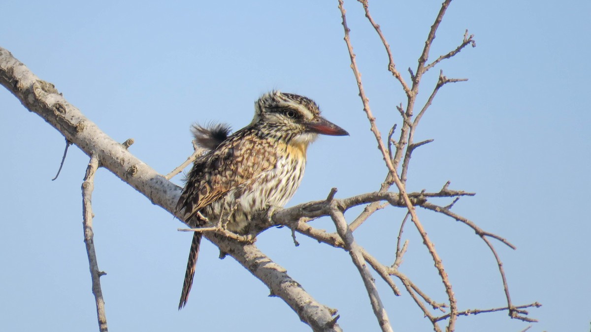 Spot-backed Puffbird - ML624304288