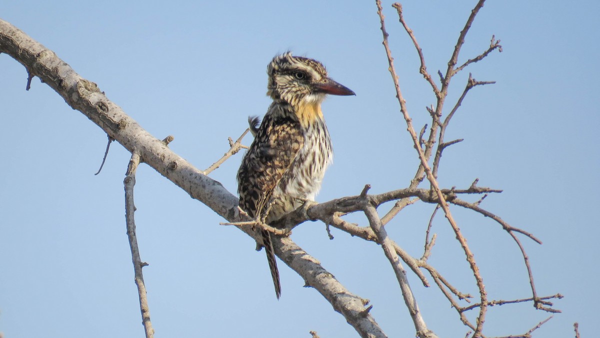 Spot-backed Puffbird - ML624304289