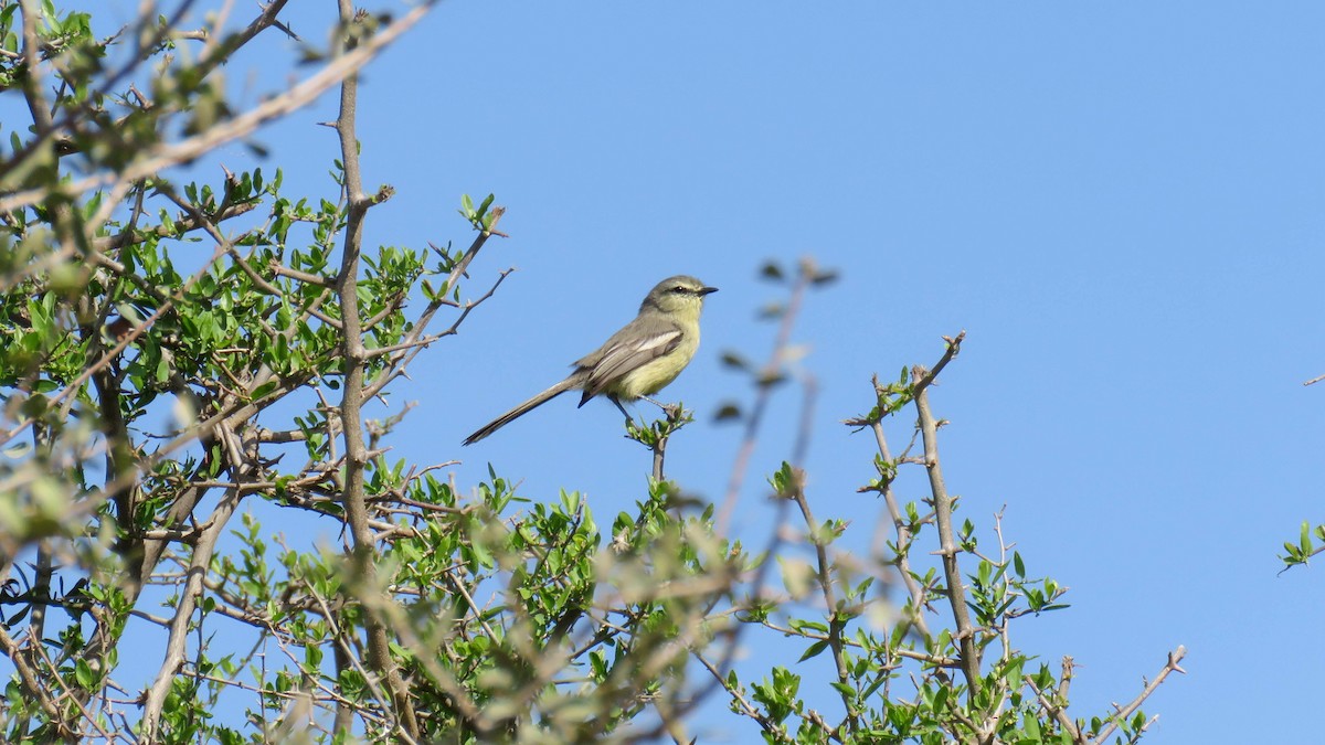 Greater Wagtail-Tyrant - ML624304316