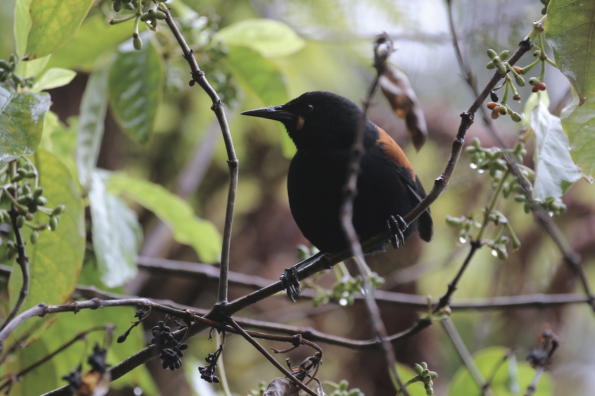 South Island Saddleback - ML624304380