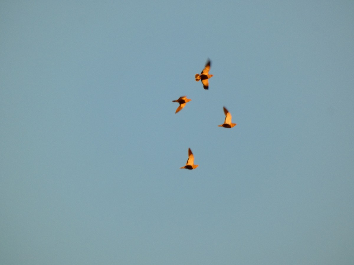 Black-bellied Sandgrouse - ML624304392