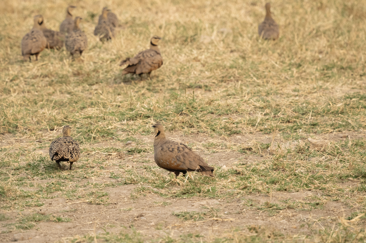 Yellow-throated Sandgrouse - ML624304396